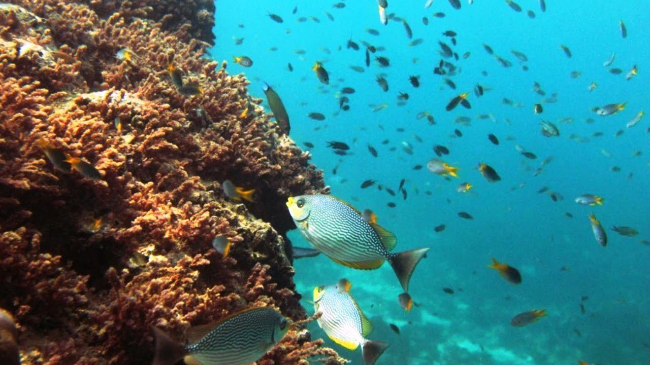 Paradores-y-Rutas-de-Buceo-Explorando-Fondos-Marinos-Espanoles | Paradores.tv