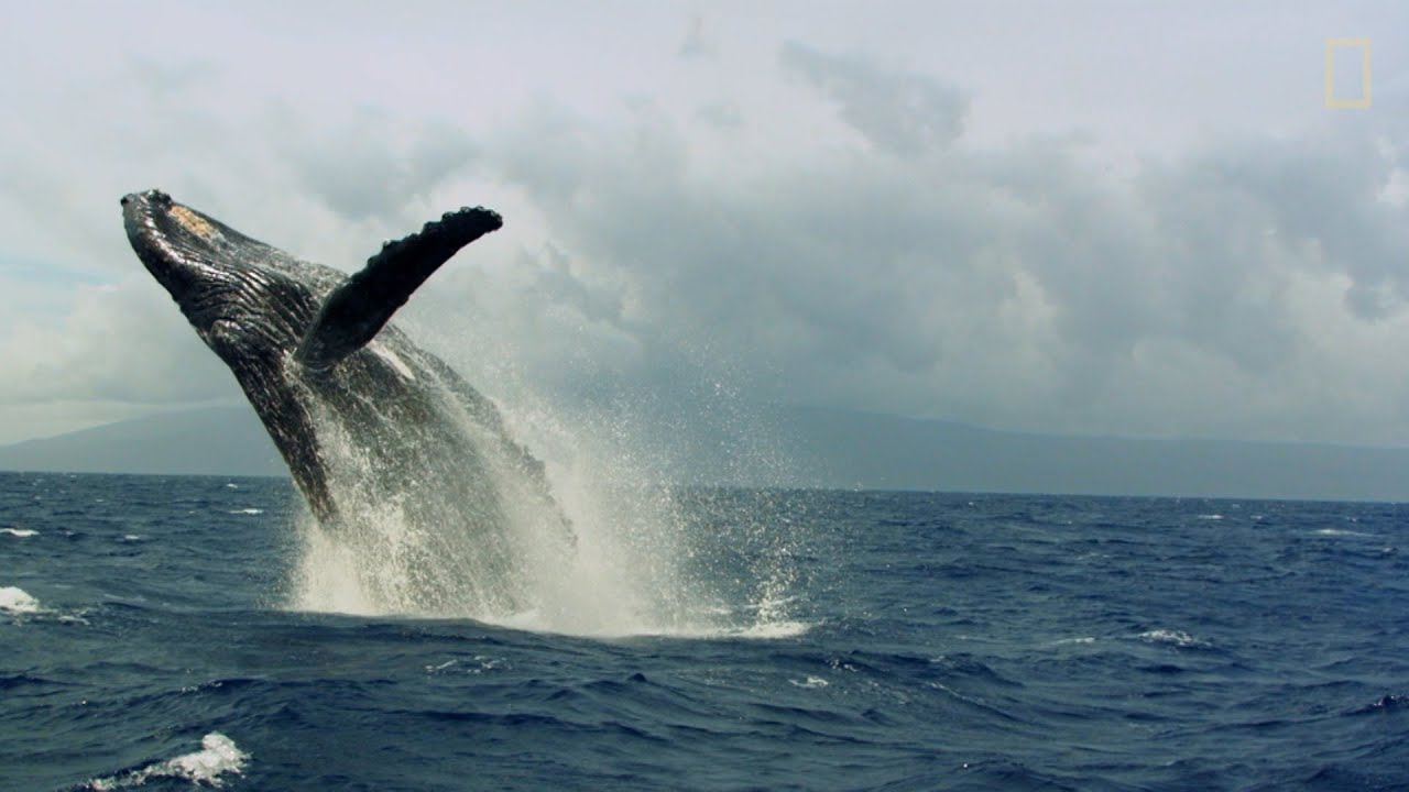 Paradores-y-Rutas-de-Observacion-de-Ballenas-Aventuras-Maritimas | Paradores.tv