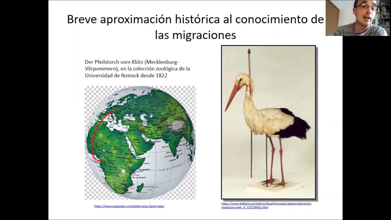 Paradores-y-Rutas-de-Observacion-de-Aves-Descubriendo-la-Fauna-Espanola | Paradores.tv