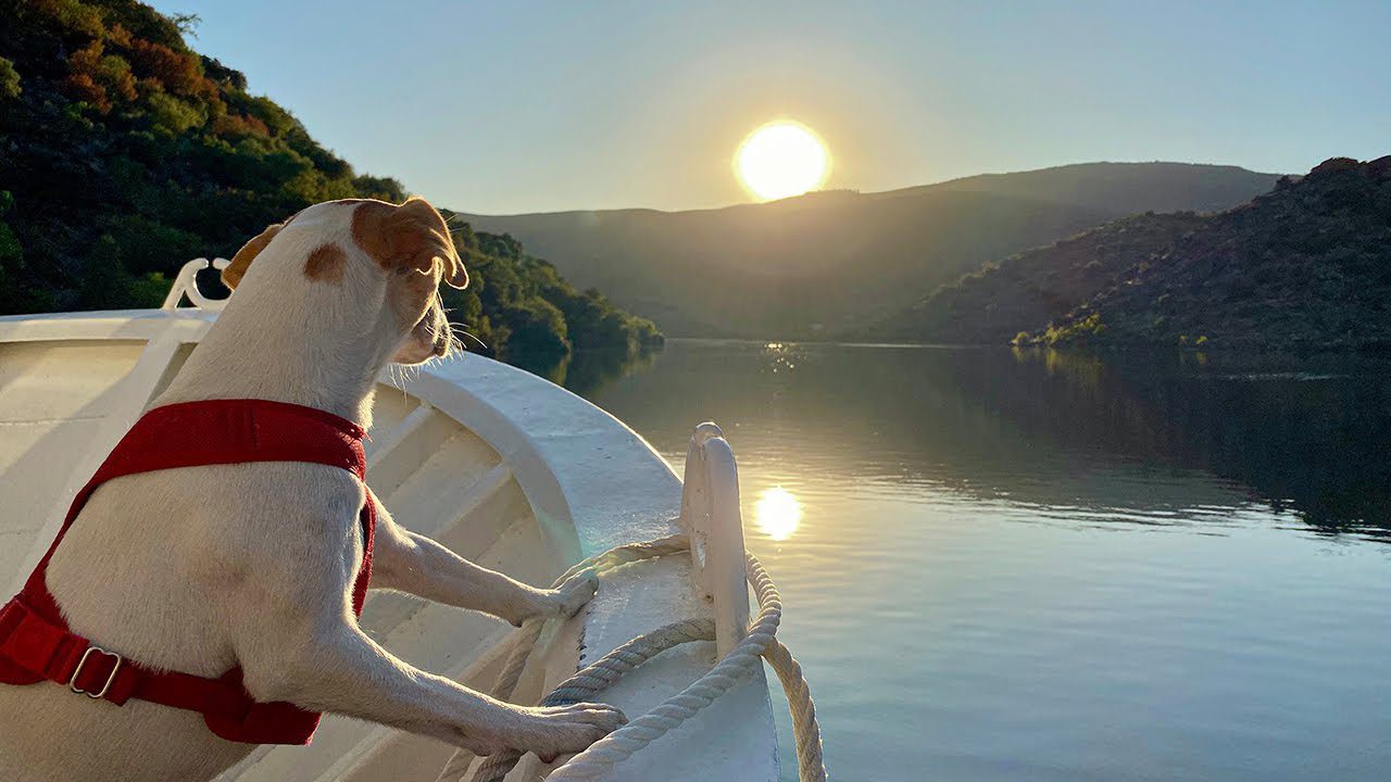 mejores-escapadas-desde-Que-paradores-en-Espana-admiten-mascotas | Paradores.tv mejores escapadas desde Qué paradores en España admiten mascotas