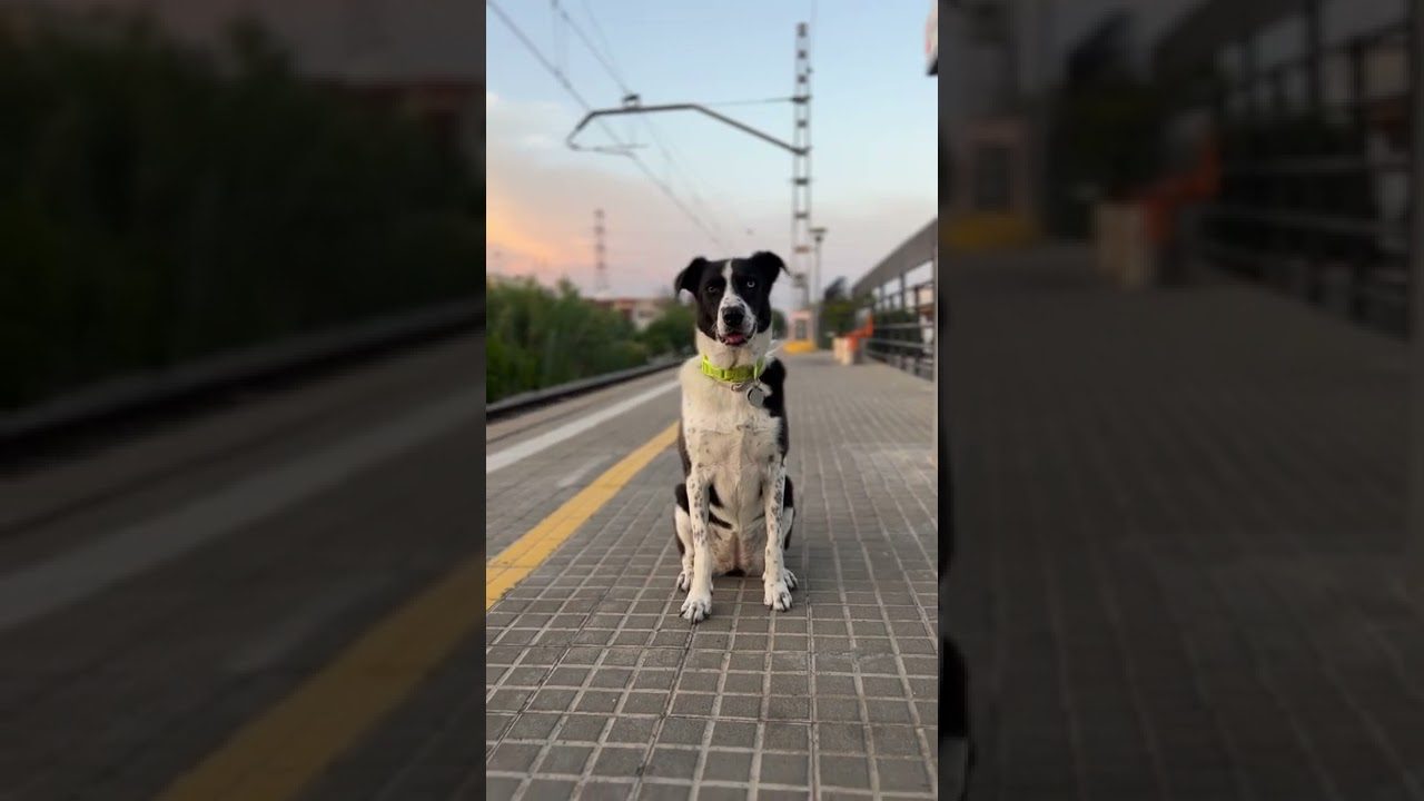 que-ver-cerca-de-Que-paradores-en-Espana-admiten-mascotas | Paradores.tv qué ver cerca de Qué paradores en España admiten mascotas