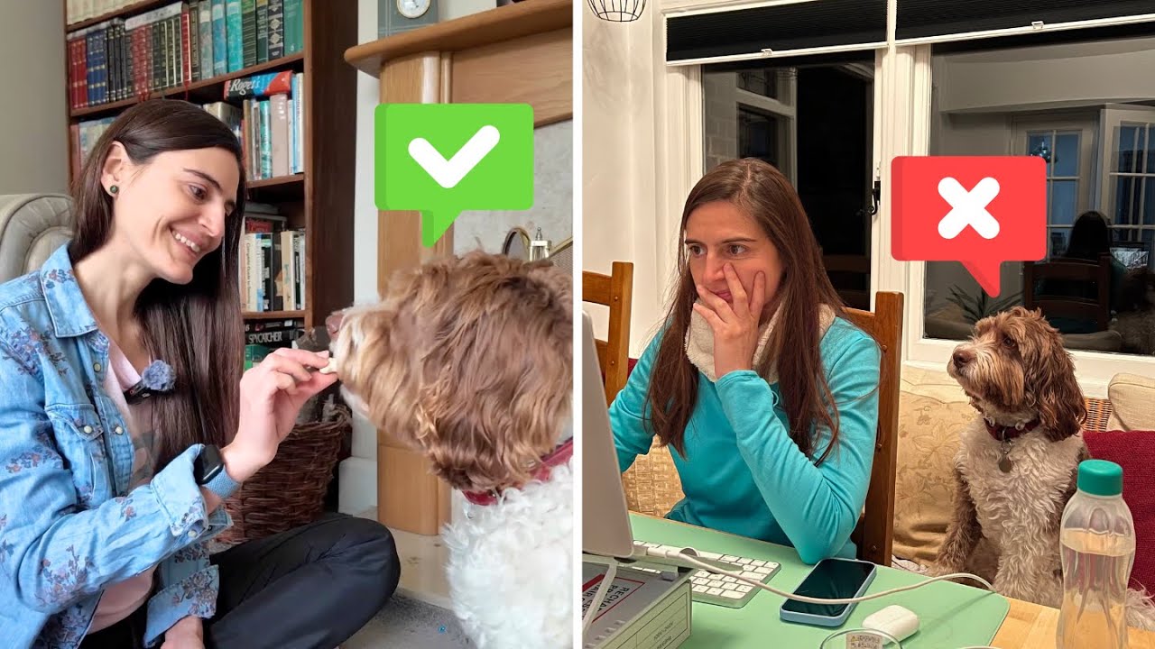 consejos-para-alojarse-en-Que-paradores-en-Espana-admiten-mascotas | Paradores.tv consejos para alojarse en Qué paradores en España admiten mascotas