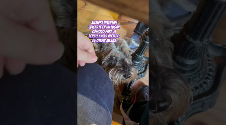 qué comer en el restaurante de Qué paradores en España admiten mascotas