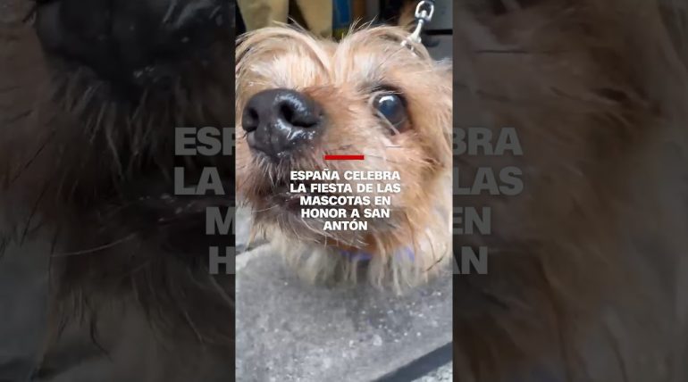 como-celebrar-una-ocasion-especial-en-Que-paradores-en-Espana-admiten-mascotas | Paradores.tv cómo celebrar una ocasión especial en Qué paradores en España admiten mascotas