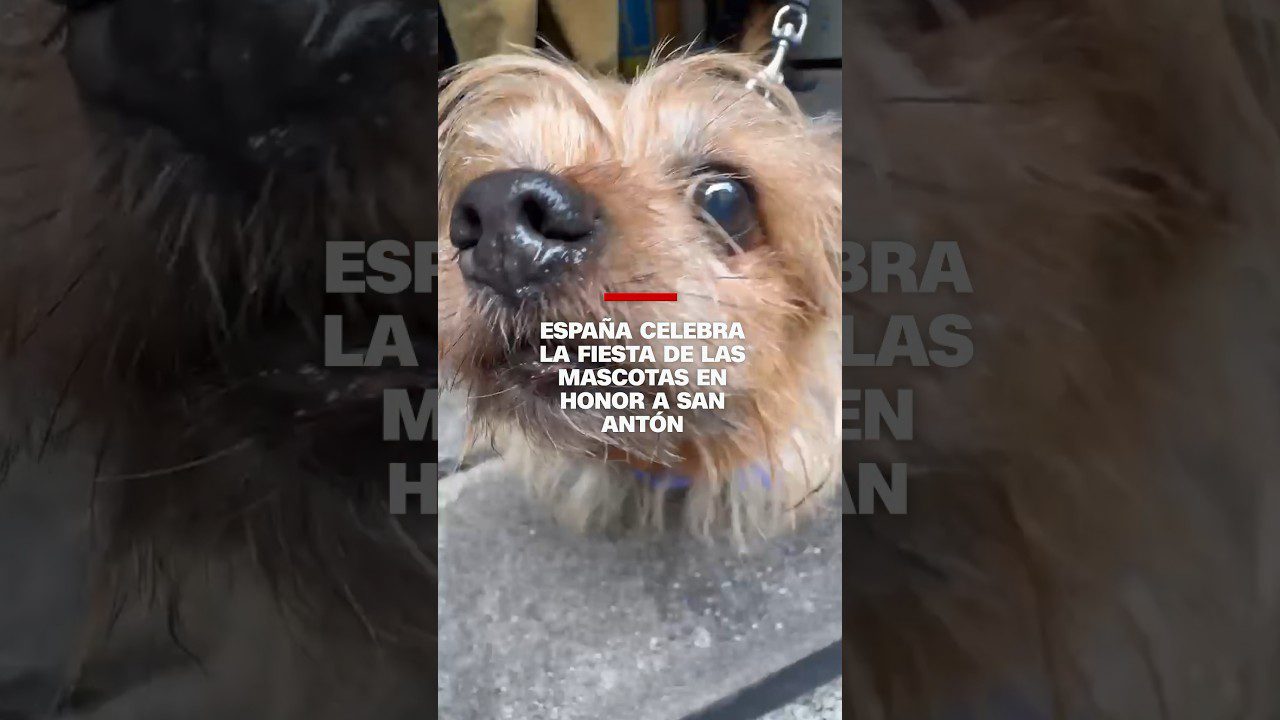 como-celebrar-una-ocasion-especial-en-Que-paradores-en-Espana-admiten-mascotas | Paradores.tv cómo celebrar una ocasión especial en Qué paradores en España admiten mascotas