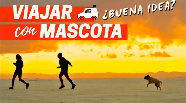 cómo organizar una ruta por Qué paradores en España admiten mascotas